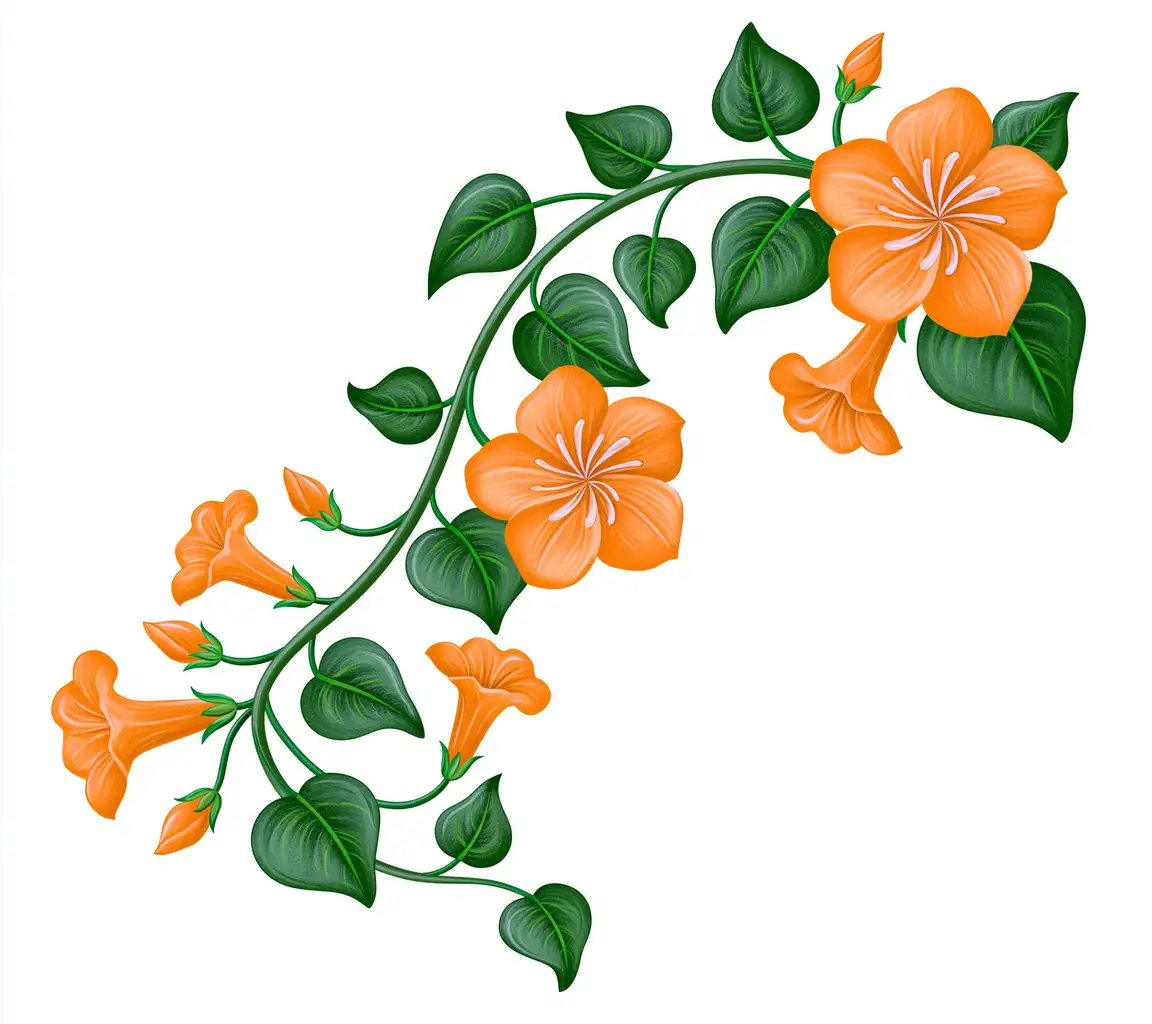 Orange flowering vine branch illustration isolated on white background