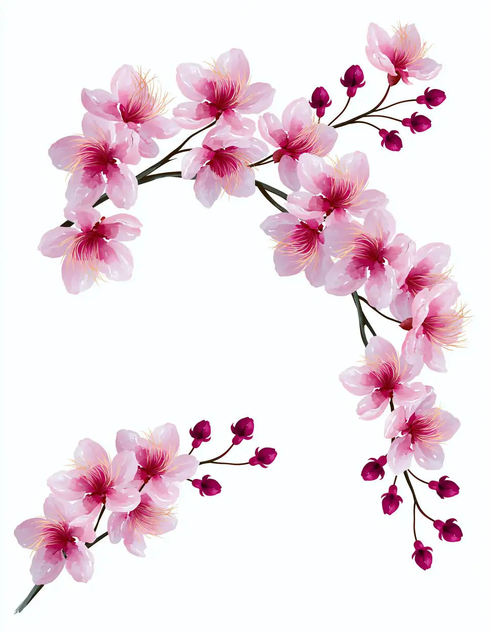 Pink cherry blossom branch vector illustration with flowers and buds on white background