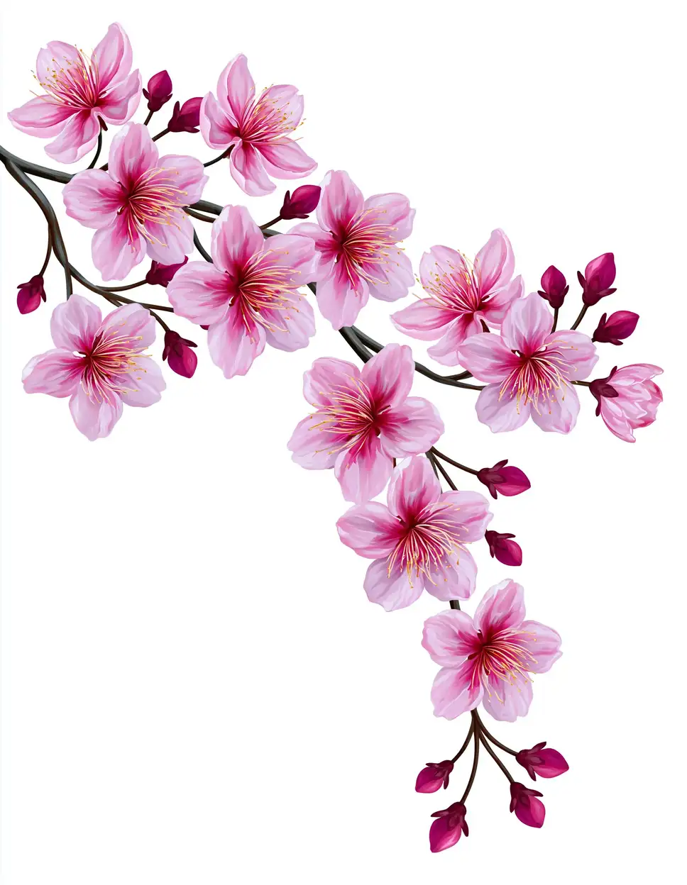 Pink cherry blossom branch vector illustration with flowers and buds on white background