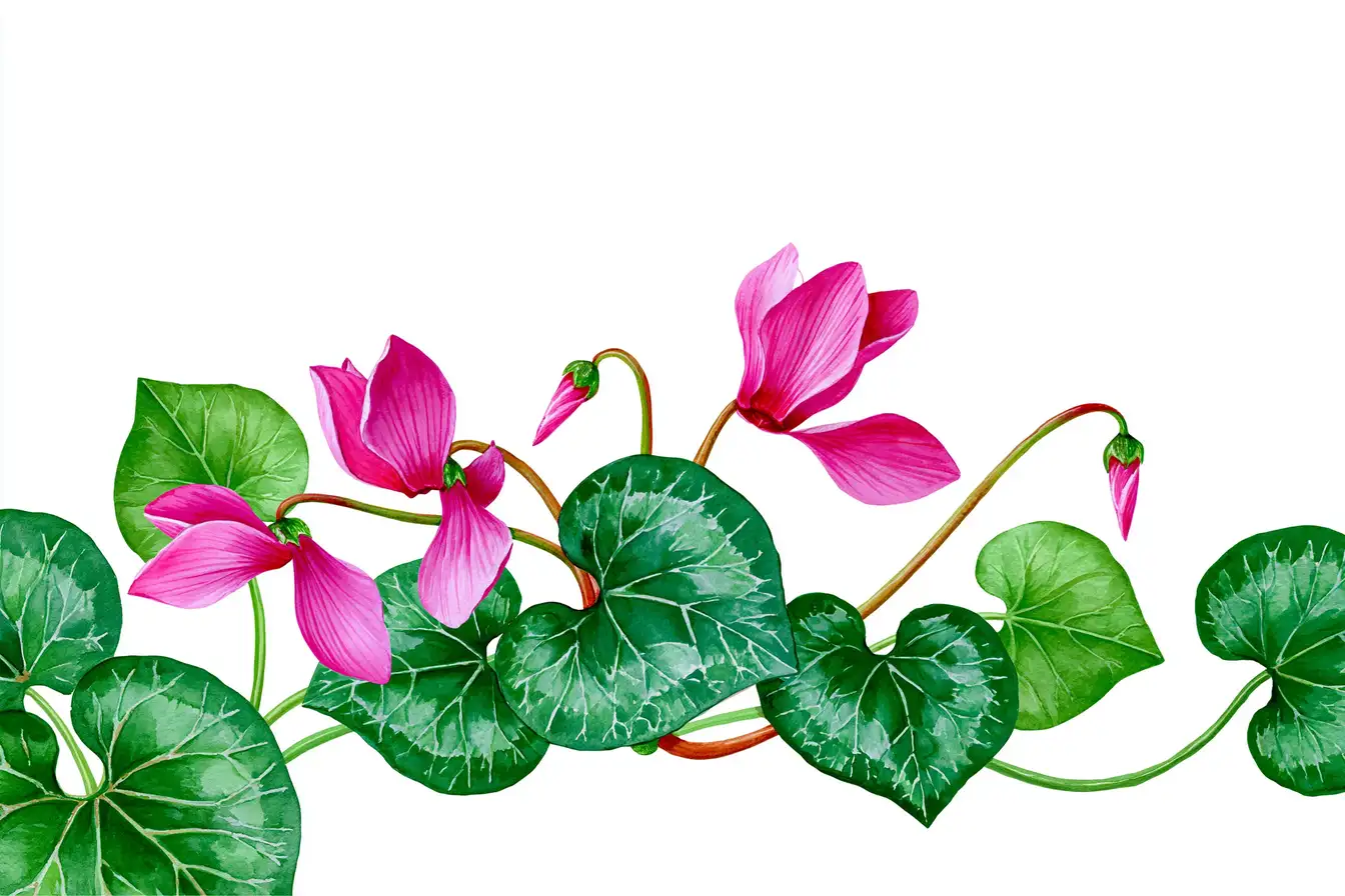 Watercolor botanical illustration of pink cyclamen flowers with green leaves on white background